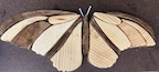 Butterfly3